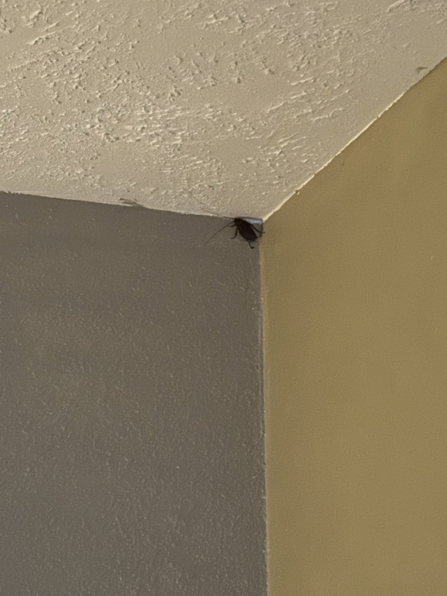 Lynden✨️🌌 | God Vtuber | Debut 2026 👀 tweet media