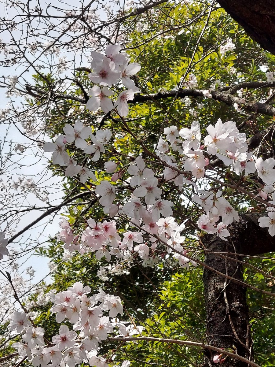 🐑翔平🕊さぶ垢 tweet media