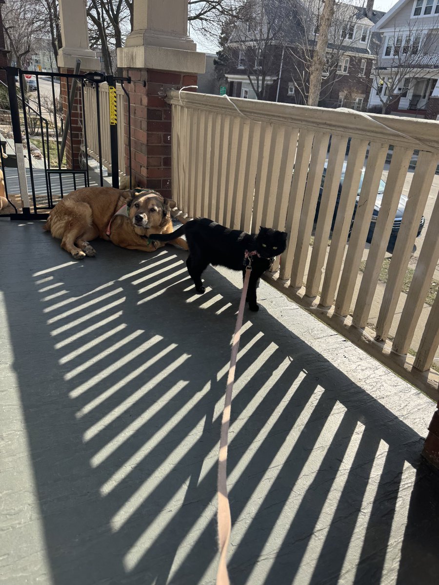 Lady and Hannah 🏳️🌈🐾 tweet media