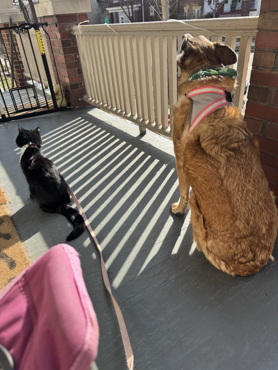 Lady and Hannah 🏳️🌈🐾 tweet media