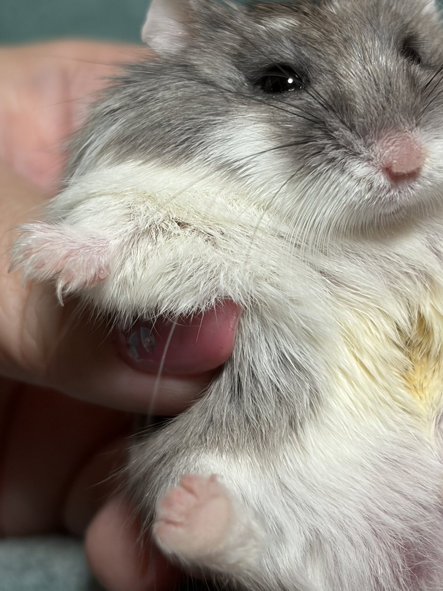 Julia_hamham's tweet photo. 本日のマニア向け https://t.co/eNC4OqXoaK