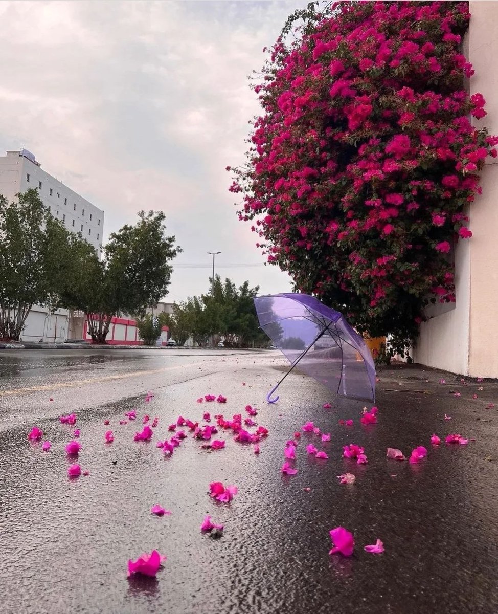 غزل البدوية tweet media