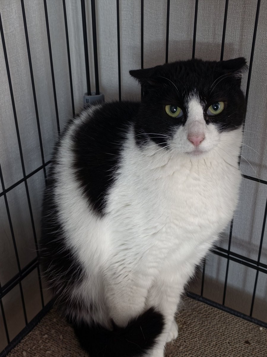 가족을 찾는 베리 🐈‍⬛ tweet media