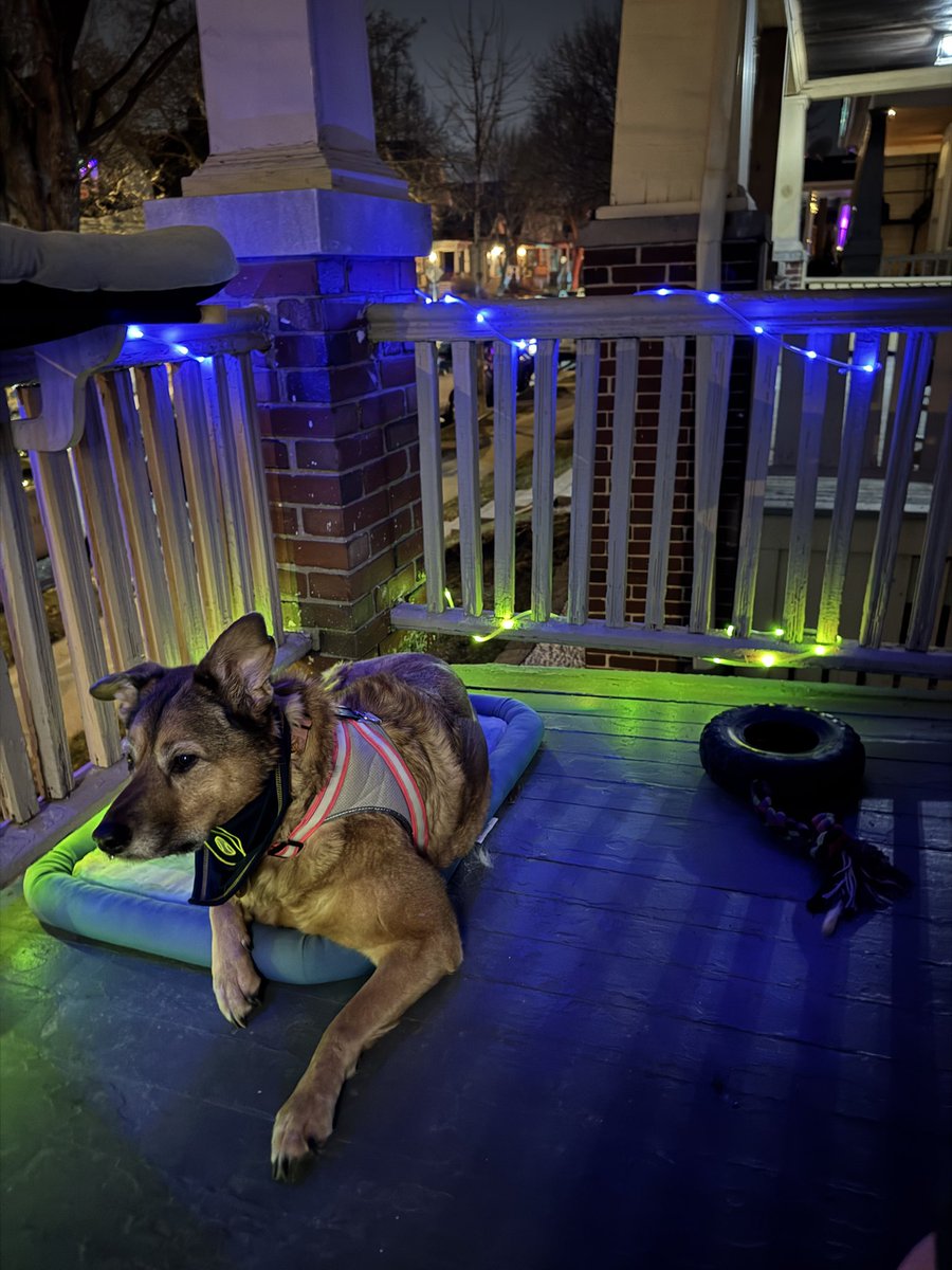 Lady and Hannah 🏳️🌈🐾 tweet media