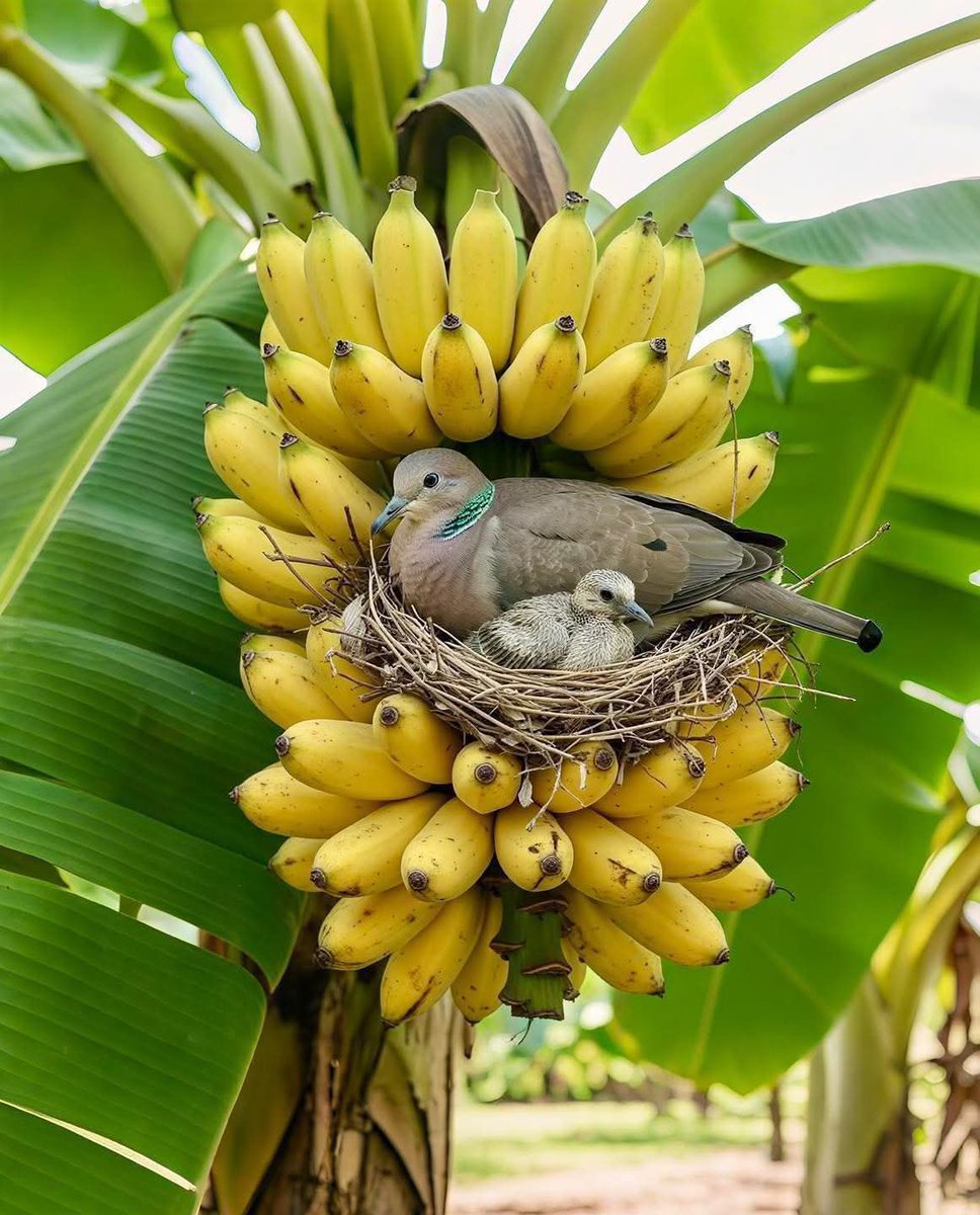 Ohamadike tweet media