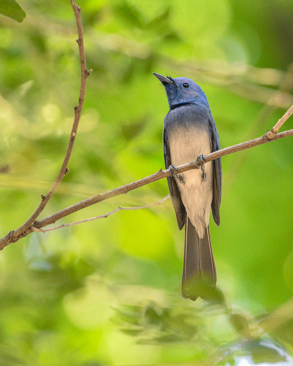 Arti Marathe tweet media