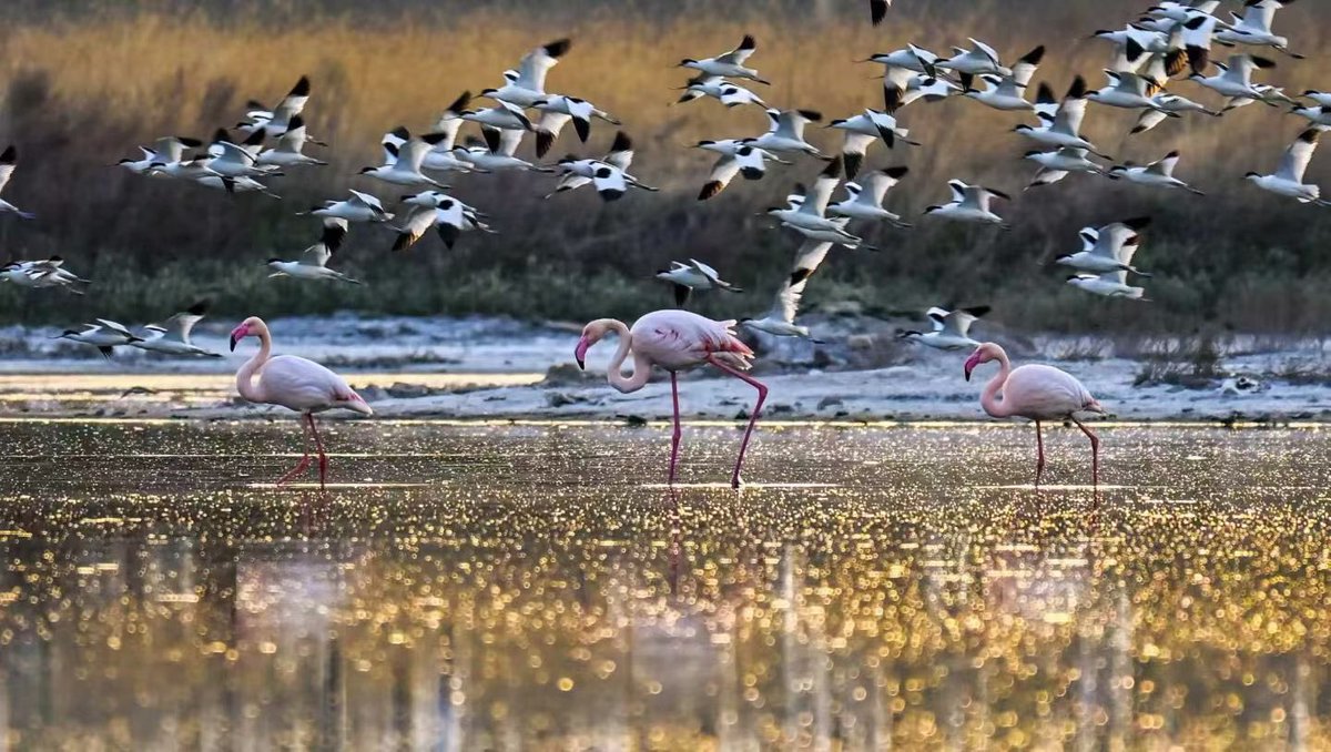 See shanxi tweet media