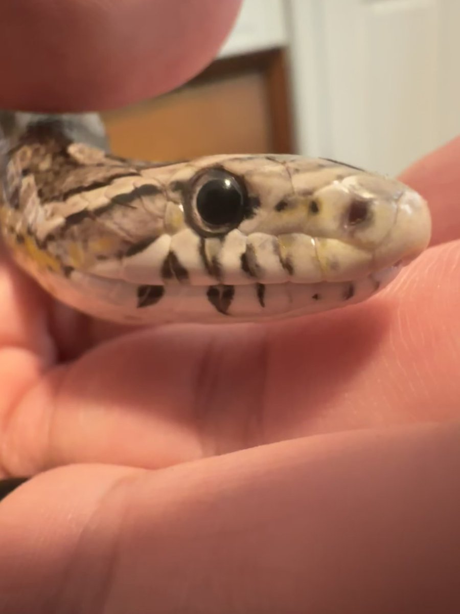 lorddoomie tweet media