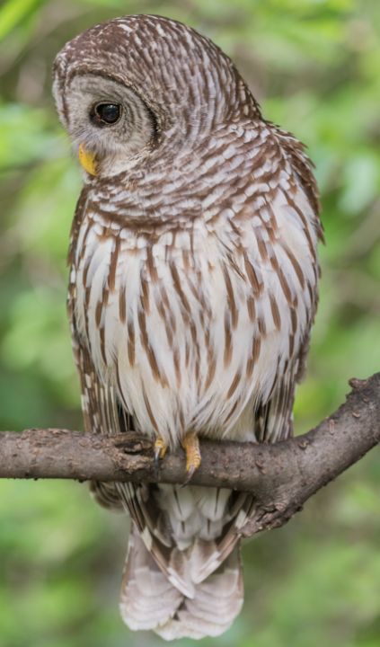 Puttaswamy Ravishankar tweet media