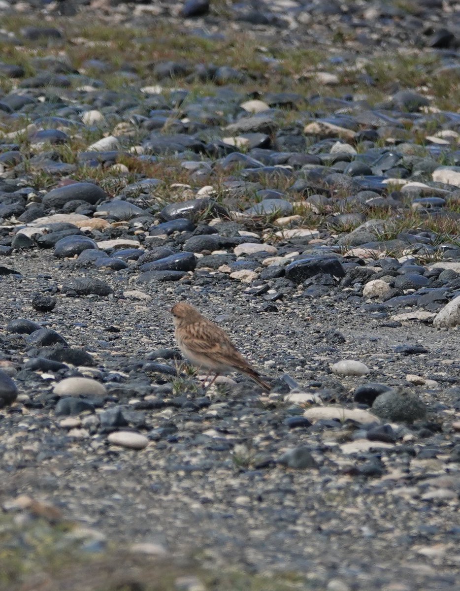 LeeWiseman2's tweet photo. A great day out with @AndersG2211 touring some of the great birding sites around Cyprus. Feruginous Ducks, Purple Heron, Little Crake, Great Reed Warbler, Eastern Subalpine Warbler, Collared and Semicollared Flycatcher, Cyprus Wheatear, Tawny Pipit and Savi's Warbler all new. https://t.co/eACrATzxT4