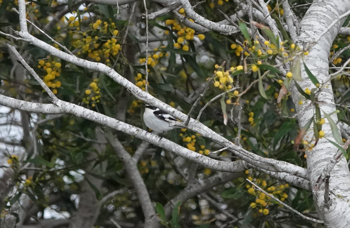 LeeWiseman2's tweet photo. A great day out with @AndersG2211 touring some of the great birding sites around Cyprus. Feruginous Ducks, Purple Heron, Little Crake, Great Reed Warbler, Eastern Subalpine Warbler, Collared and Semicollared Flycatcher, Cyprus Wheatear, Tawny Pipit and Savi's Warbler all new. https://t.co/eACrATzxT4