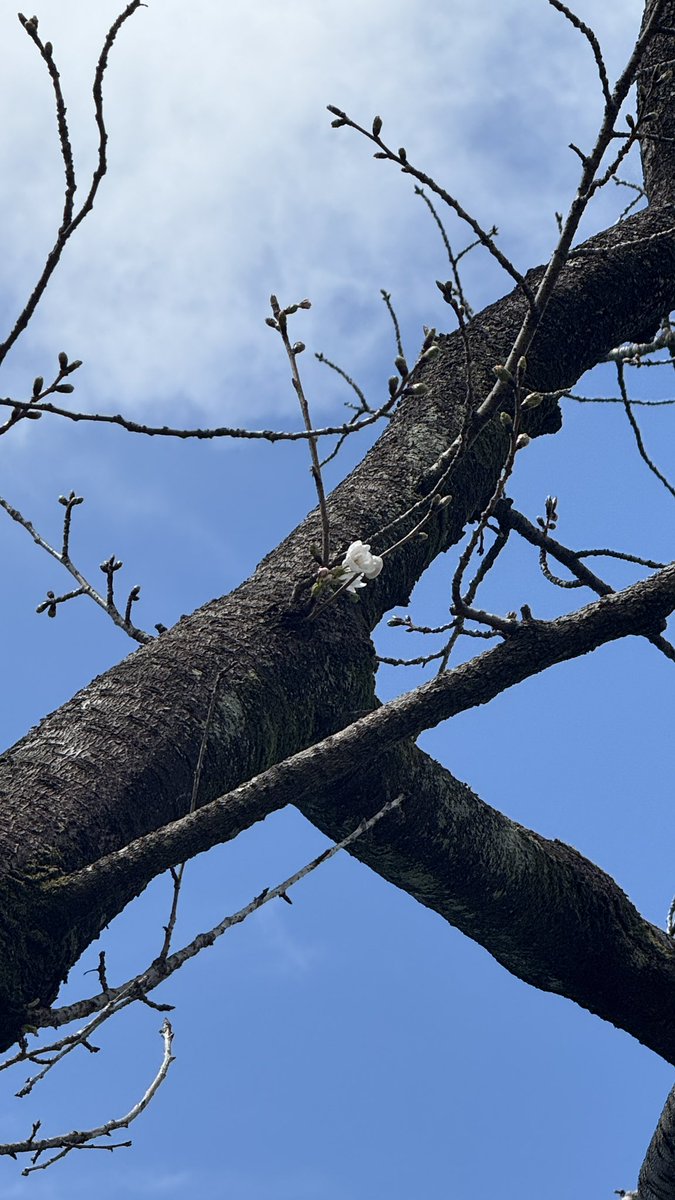 熊本城【公式】 tweet media