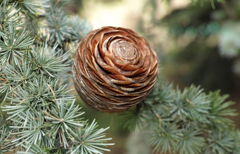 ARMY for Palestine tweet media