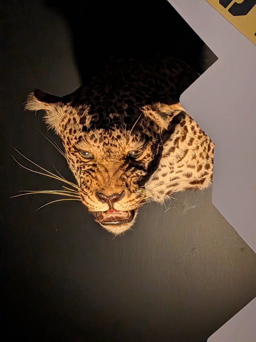 はくてぃー🍙 tweet media