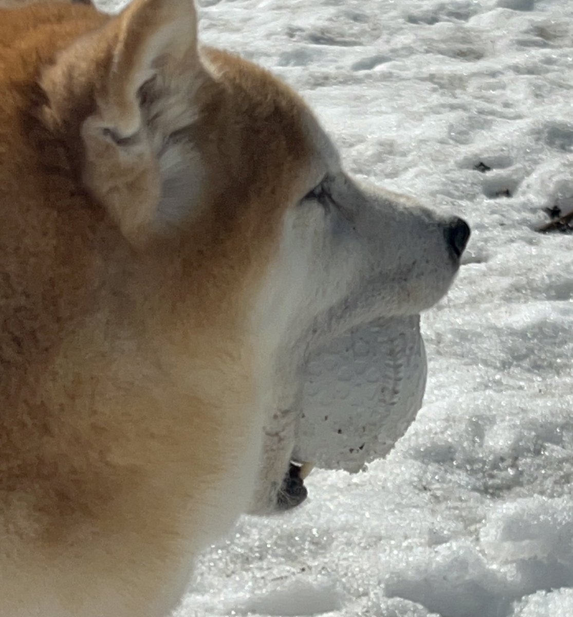 ❄︎赤柴いち❄︎ tweet media