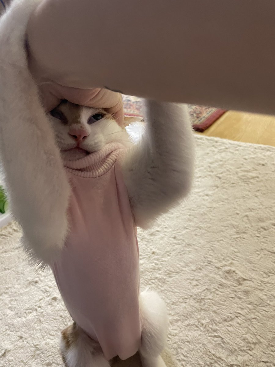 muhyo 🦁🧡 tweet media