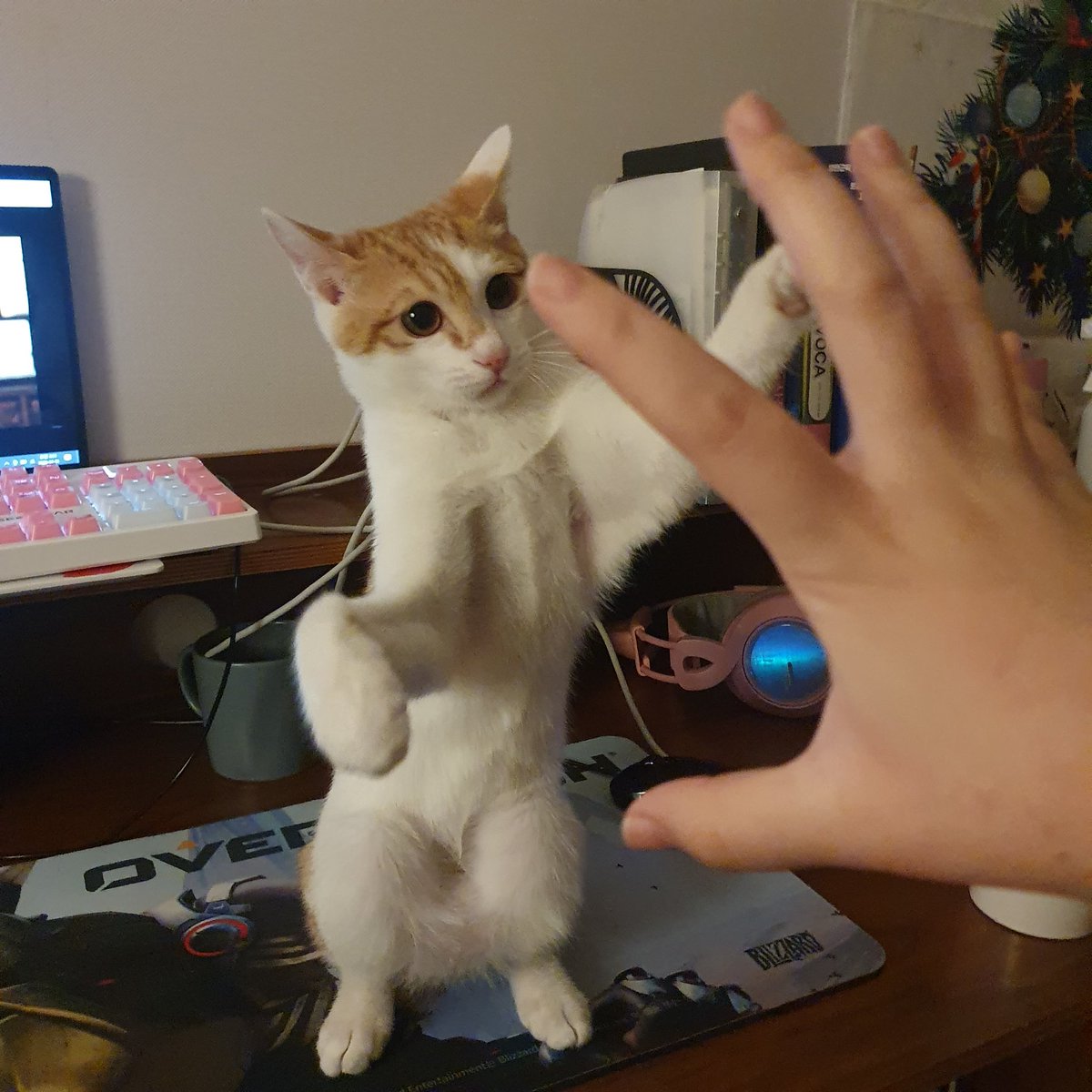 muhyo 🦁🧡 tweet media