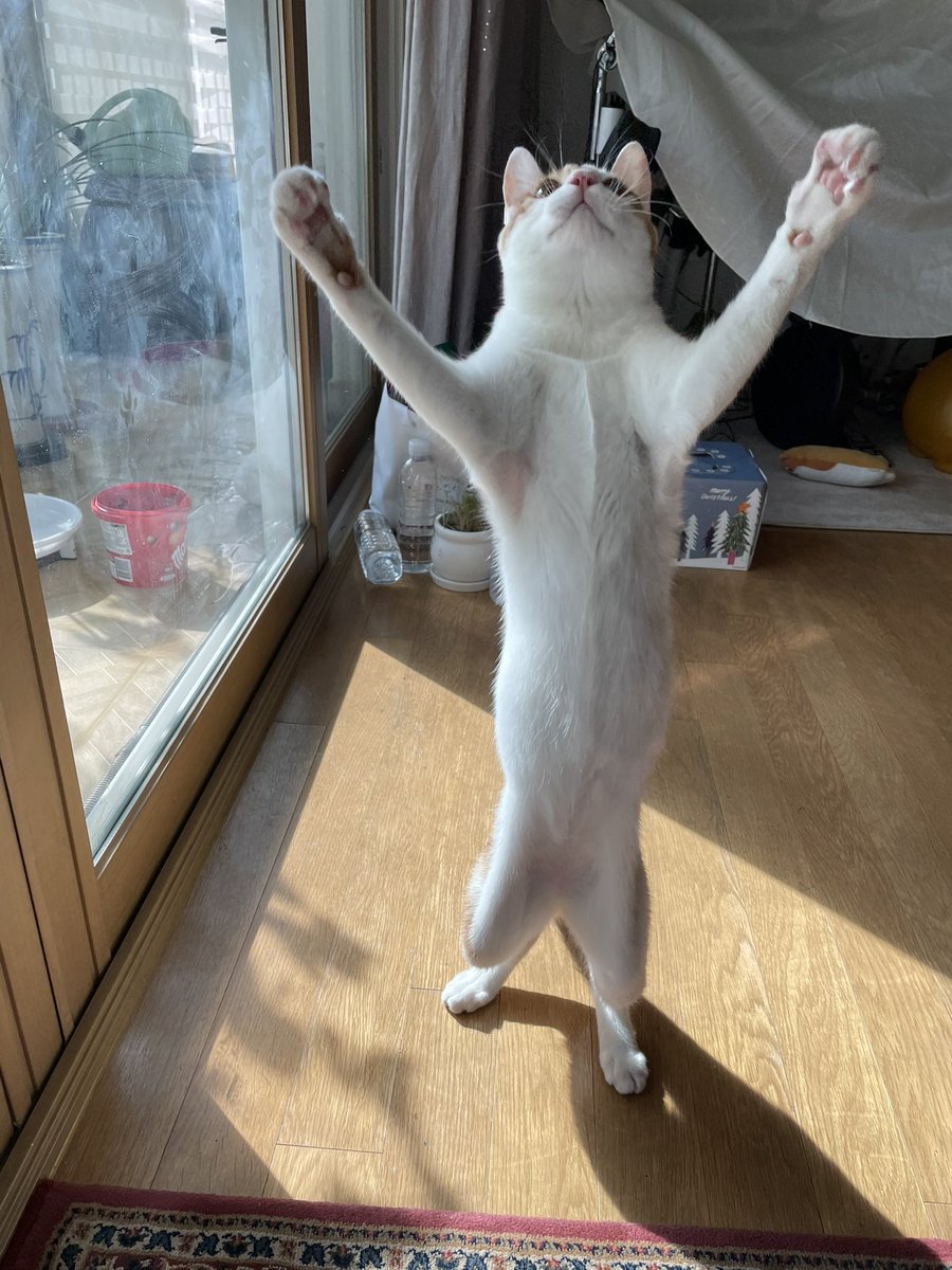 muhyo 🦁🧡 tweet media