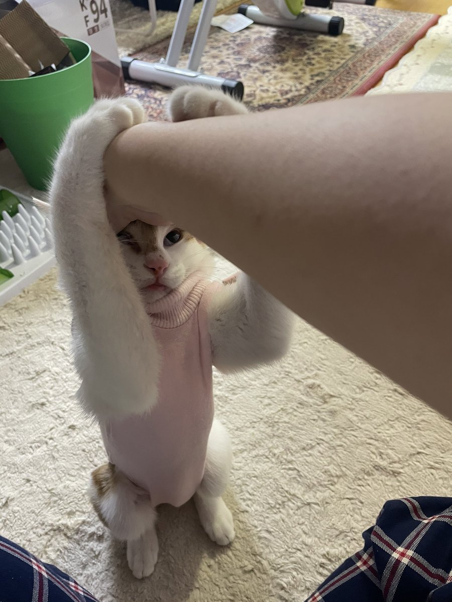 muhyo 🦁🧡 tweet media