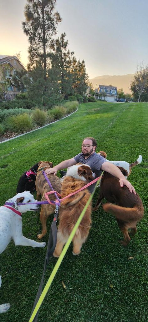 LaizShar's tweet photo. #TheDogFather Spring Evening with the pack.
Can you see me, Ruthie? Look for my white tipped tail. Beau's tail looks 🍊 in the sun. That's the 8% that's a Golden! @LolaPatolla @RescueCoop https://t.co/3zIC9nKUFv