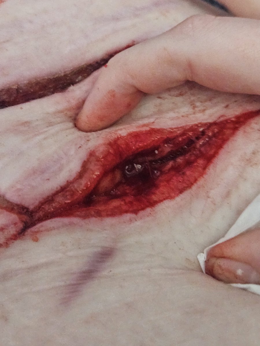 Fox of SHEDTWT tweet media