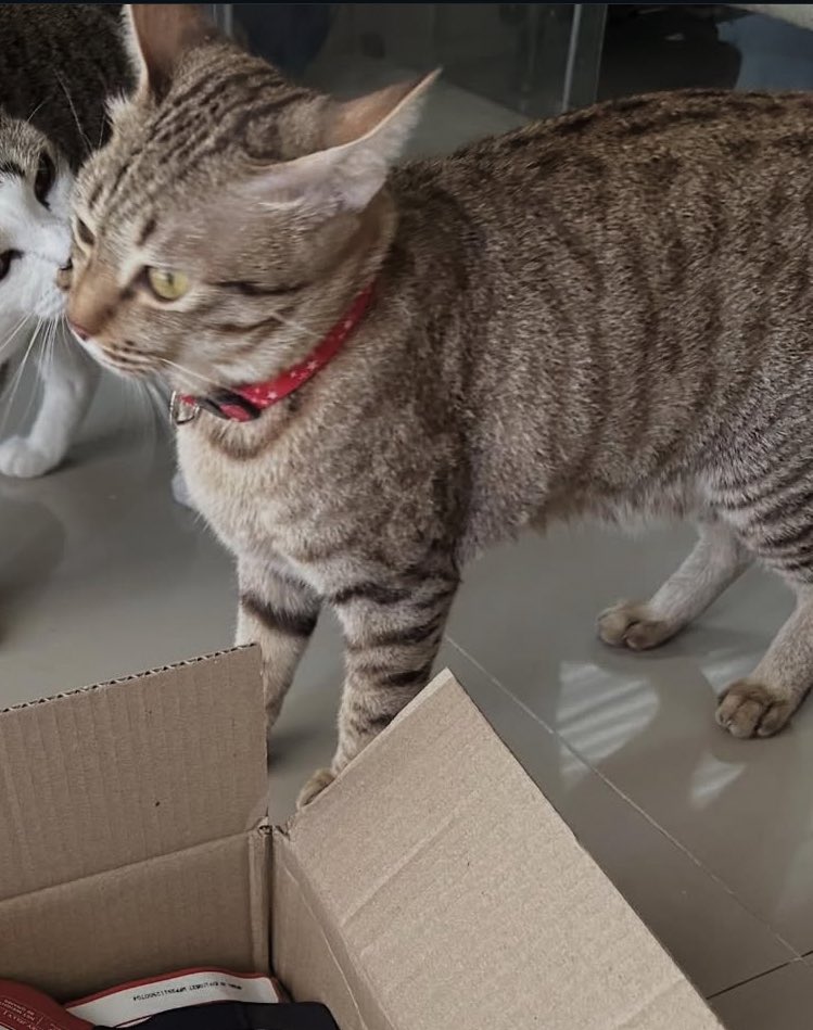 p_ookies tweet media