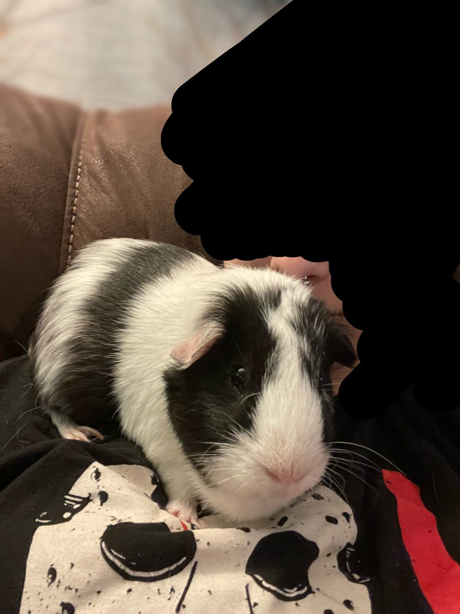 mercy the puppyboy of shedtwt tweet media