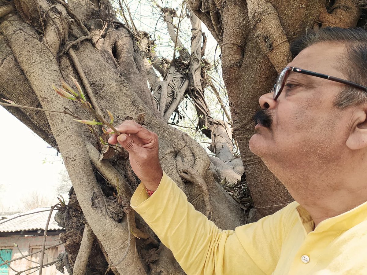 वनस्पतियों का राजा #प्लक्ष 
ब्रह्मा जी ने राज्यों का बंटवारा करते समय नक्षत्र ग्रह ब्राह्मण सम्पूर्ण वनस्पति और यज्ञ तप आदि के राज्य पर चंद्रमा को नियुक्त किया।
स्थावरों का स्वामी हिमालय को और मुनिजनों का कपिल देव जी को बनाया तथा #पाकड़ को वनस्पतियों का राजा बनाया।
- नारद पुराण