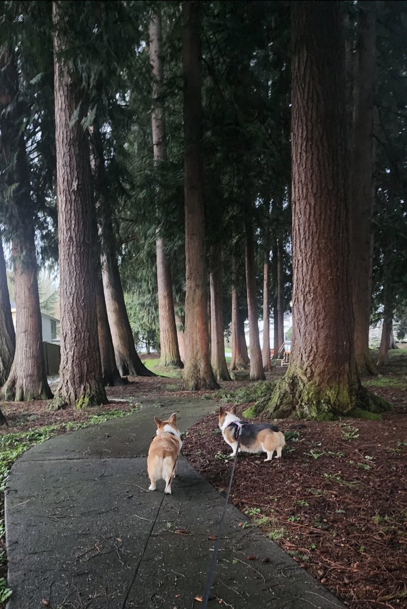 Pebbles DaCorgi & Teddy tweet media