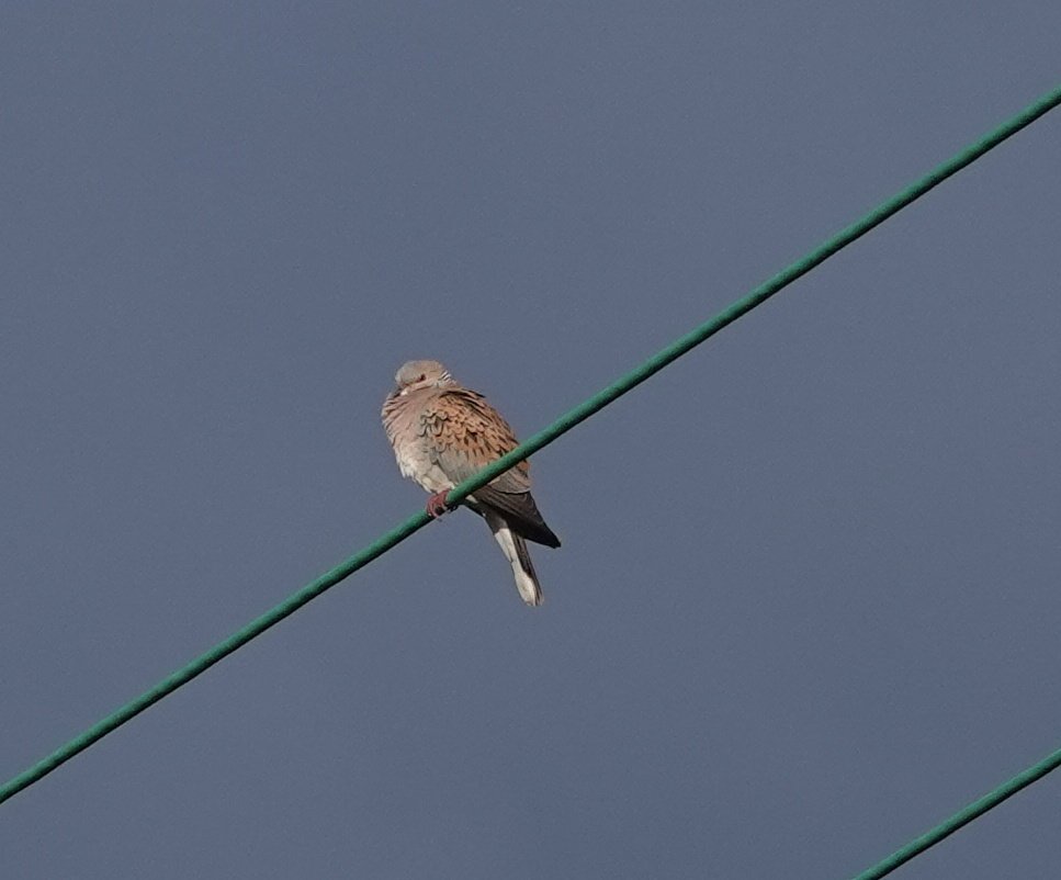 LeeWiseman2's tweet photo. Plenty of other great species with @AndersG2211 as well Turtle Doves, Bitterns, 1 and a half Wrynecks (see photo), 500+Garganey 🤯,  Bitterns, Spotted Crakes, 2 Hume's Warblers, Alpine Swifts, Nightingales, Woodchat Shrikes and pretty much every Wheatear you can imagine https://t.co/NIizqkwyyw