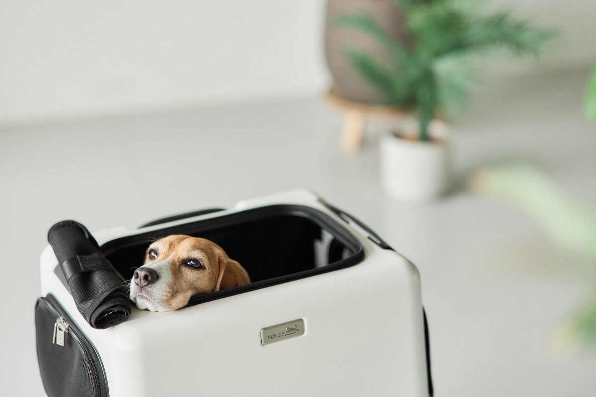 【お知らせ】
この度PETiCO、新ペットモビリティ『iCO＋』『NOA』のスチールモデルとしてはなちゃんが起用されました🐶🐾
約4年iCOのヘビーユーザーとして、お声かけいただいたことが嬉しいです‼︎
ぜひ公式サイトでもご確認ください