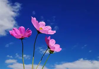 みさき🍏＠ブラジルに移住したい🙌 tweet media