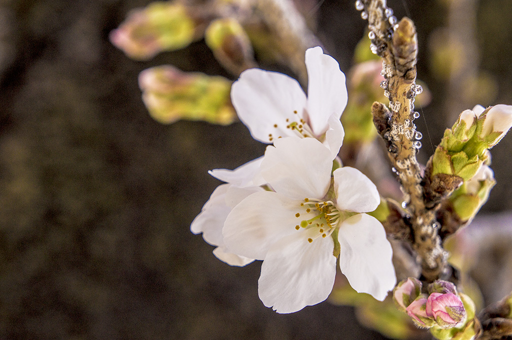 𝓟𝓻𝓲𝓷𝓬𝓮𝓼𝓼 tweet media