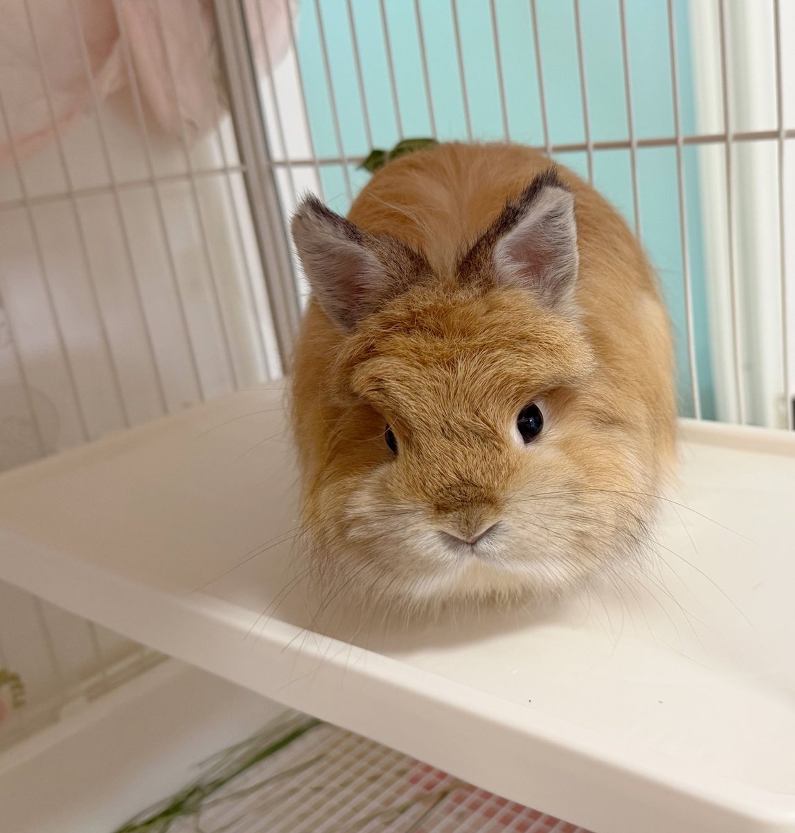 炸雪機動盒 tweet media