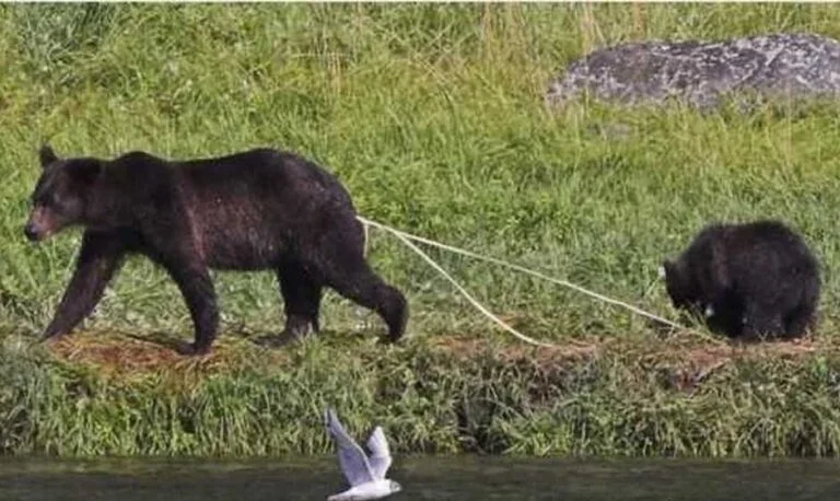 Hodari Shadowalker ❄️🐆 tweet media