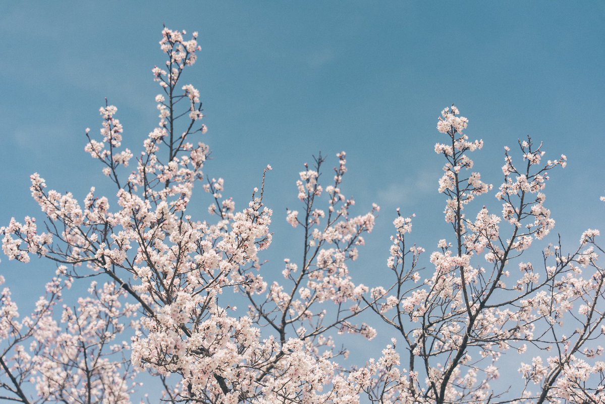 丹子tanco tweet media