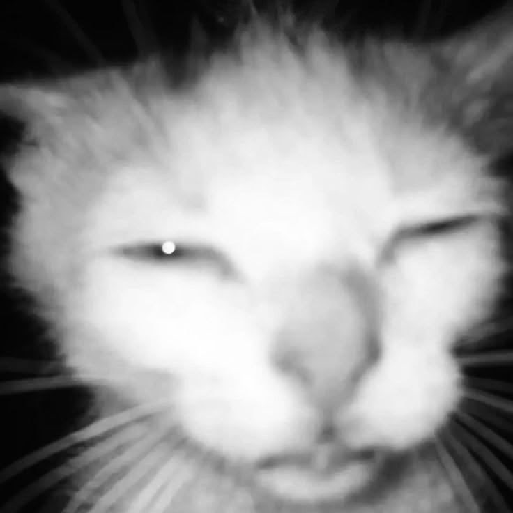 h 👤✨️ tweet media