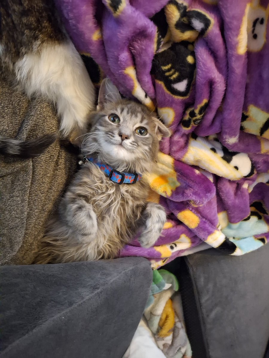 Genderqueer Glitter Nugget (They/Them) tweet media