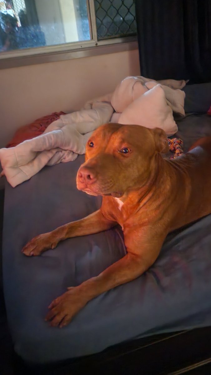 your local chatter Rakkie 🔆🦴 🇦🇺 🇵🇸 🇮🇷 tweet media