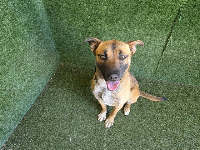 LancasterAnimalShelt tweet media