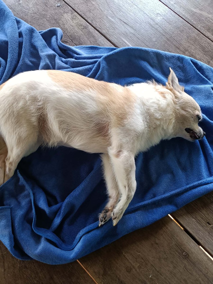 Nong Meið
(āļŠāļēāļ§āļŠāļāļāļāļ°) tweet media