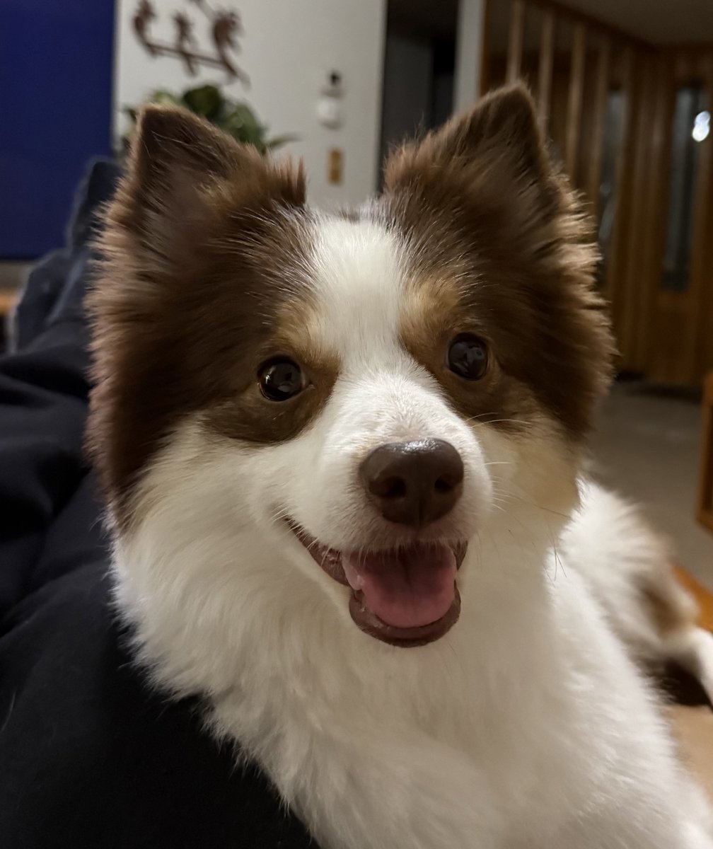 Spot Pet Insurance tweet media