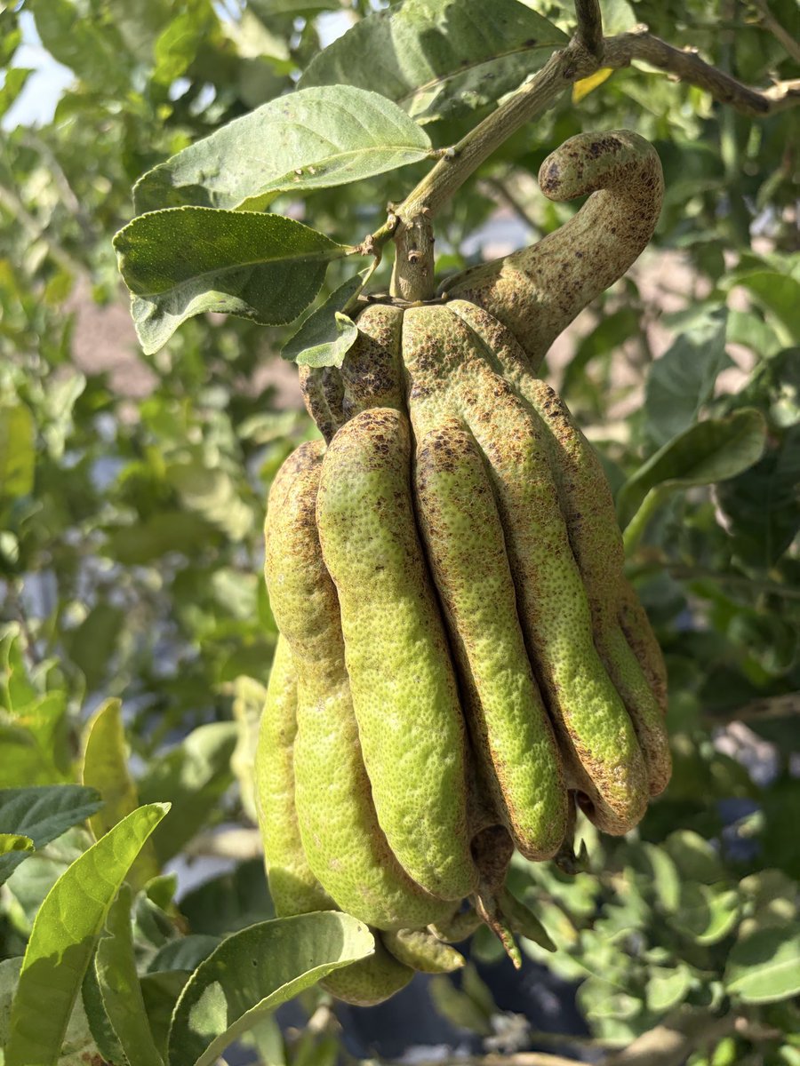 deejite1086's tweet photo. Have you ever seen a Buddha’s Hand citrus before?
This is  one here !
#citrus https://t.co/B56cWktgLq