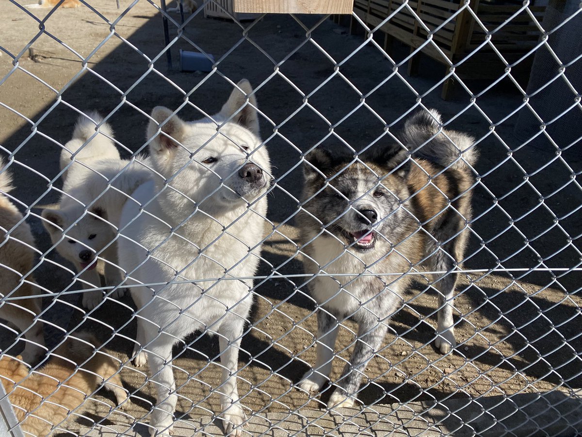 ちとせ tweet media