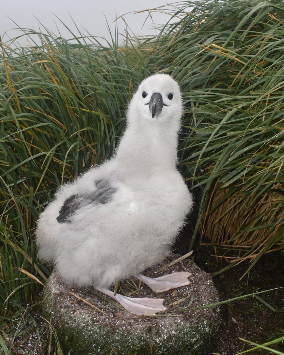 南半球アホウドリ物語 tweet media