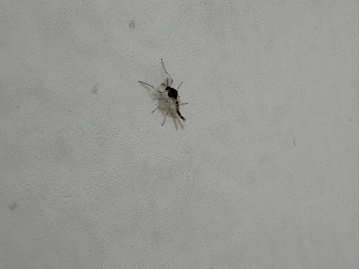 ᴹᴵᔆᴴᴬᴿᴵ - MIS 252 tweet media