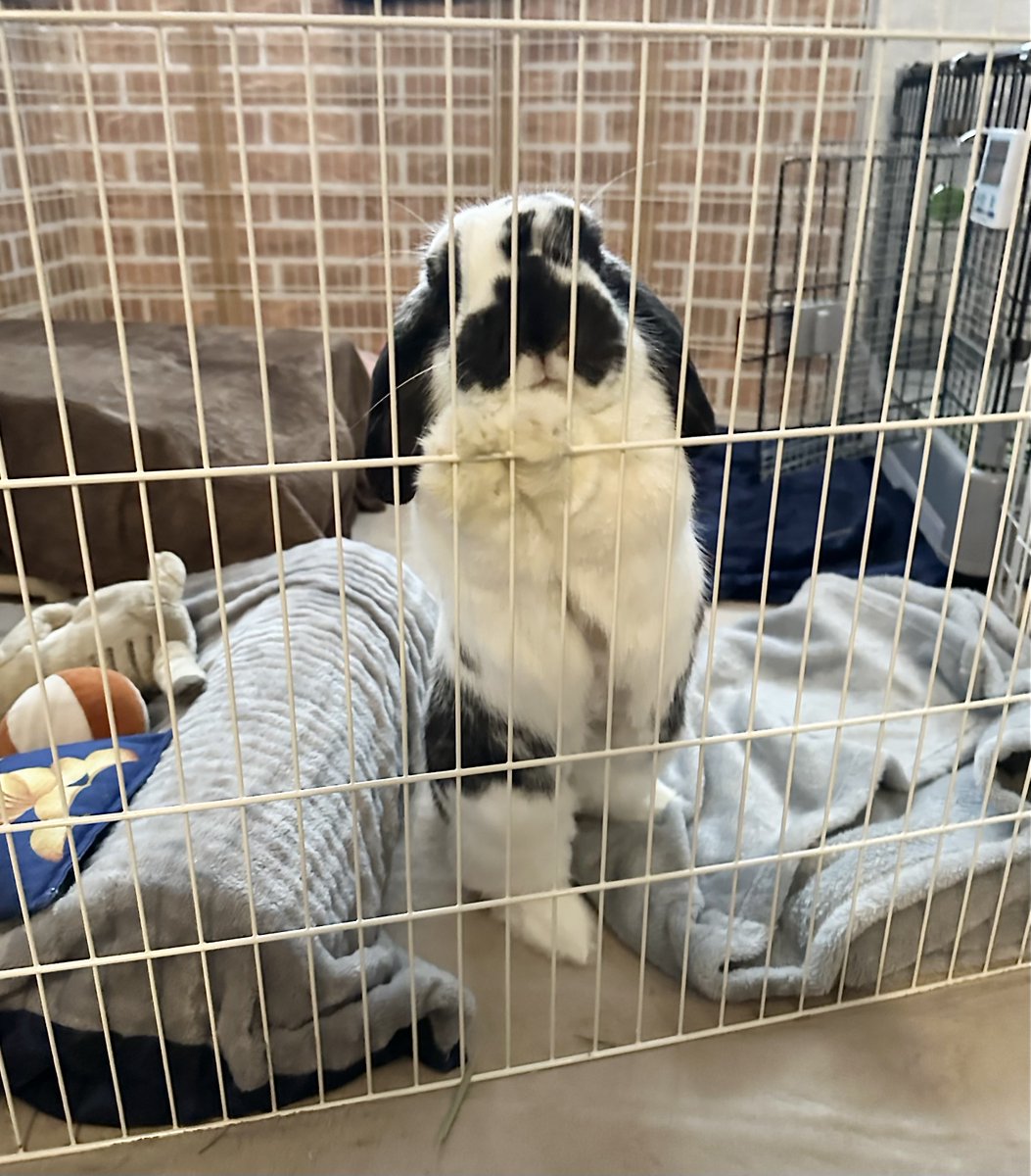 うさぎのバズ🐰I am Buzz tweet media