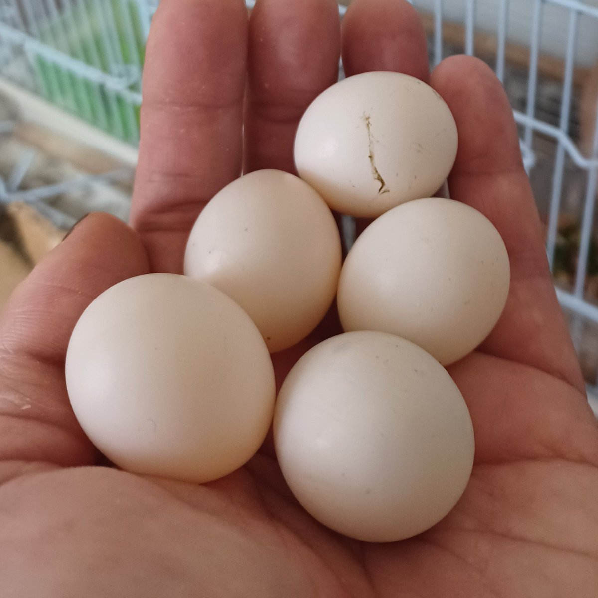 Kira_4261's tweet image. タマちゃんのタマゴと現在のタマちゃん
またタマゴ 産もうとしてる！

オスお迎えしたいけど性別不明で売られてるのしか見たことないからなぁ…💦

#ジュズカケバト　 #ハト