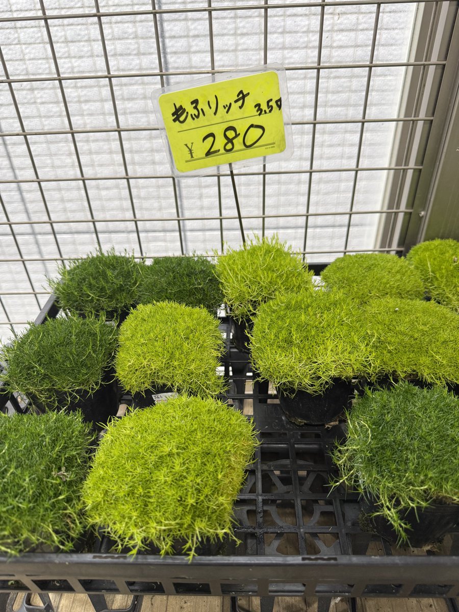 HEBU©︎ tweet media