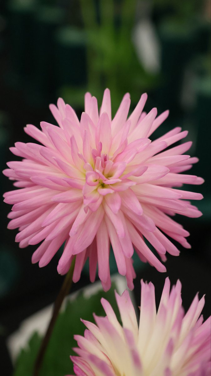 itsme_krrishm's tweet image. Sometimes the wrong turn was actually the scenic route to the right destination. 

#HappyThursday
#KrrishClick